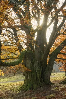 Lone Collection: old autumnal beech tree at Unesco Biosphere reserve Rhoen, Rhoen, Bavaria, Germany