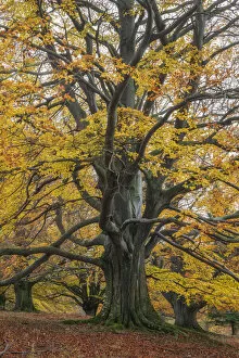 Images Dated 11th May 2021: old autumnal beech tree at Unesco Biosphere reserve Rhoen, Rhoen, Thuringia, Germany