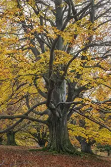 old autumnal beech tree at Unesco Biosphere reserve Rhoen, Rhoen, Thuringia, Germany