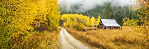 Aspens Prints: Old Barn in Autumn, Wenatchee National Forest, Washington, USA