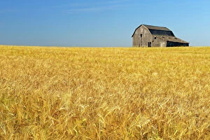 Farming Collection: Old barn and barley crop near Trochu, Alberta, Canada