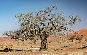 Sossusvlei Prints: Old camelthorn tree, Sossusvlei, Namib Naukluft Park, Namib Desert, Namibia