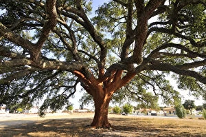 A very old cork-tree, dated from 1795.The cork from this tree gives 100
