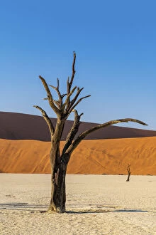 Namib Naukluft Gallery: Old dead tree, Deadvlei, Namib-Naukluft National Park, Sesriem, Namibia