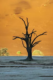 Images Dated 31st December 2019: Old dead tree, Deadvlei, Namib-Naukluft National Park, Sesriem, Namibia