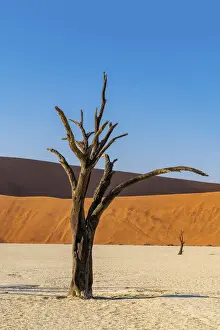 Old dead tree, Deadvlei, Namib-Naukluft National Park, Sesriem, Namibia
