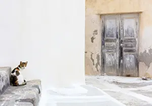 Emporio Prints: Old door and cat on step, Emporio, Santorini, Cyclades Islands, Greece, Europe