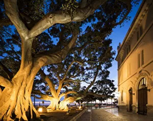 Old Ficus Tree at twilight, Cadiz, Andalucia, Spain