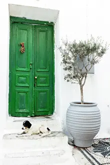 Mykonos Prints: Old green door and large plant pot with olive tree