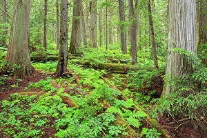 Images Dated 11th July 2023: Old growth forest in Inland temperate rain forest on Giant Cedars Trail