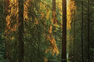 Old growth spruce forest at sunrise Pisew Falls Provincial Park, Manitoba, Canada