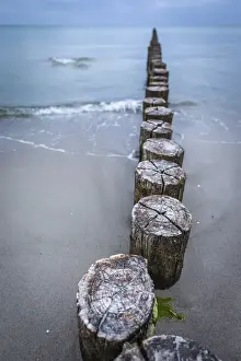 Zingst Prints: Old groynes on the beach in Zingst, Mecklenburg-Western Pomerania, Northern Germany
