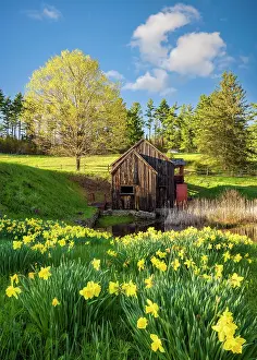 Mill Prints: The Old Guildall Grist Mill with yellow daffodils