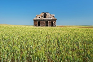 Abandoned Prints: Old homestead and wheat crop, Cononach, Saskatchewan, Canada