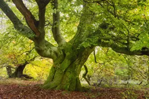 Old Hute beech in autumn, Common beech (Fagus sylvatica) Hutewald Halloh