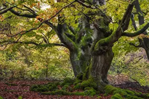 Old Hute beech in autumn, Common beech (Fagus sylvatica) Hutewald Halloh