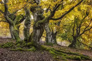Old Hute beech in autumn, Common beech (Fagus sylvatica) Hutewald Halloh