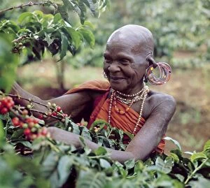 Bright Gallery: An old Kikuyu lady picks coffee Taken in the 1960 s