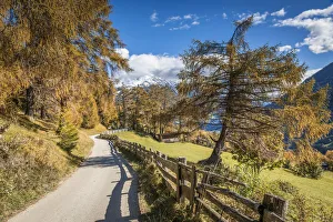 Austrian Gallery: Old larches in Zedlacher forest, Virgen valley, East Tyrol, Austria