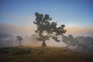 Old laurel trees at Fanal forest, Madeira island, Portugal, Europe. Unesco site
