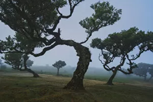 Images Dated 7th January 2021: Old laurel trees at Fanal forest, Madeira island, Portugal, Europe. Unesco site
