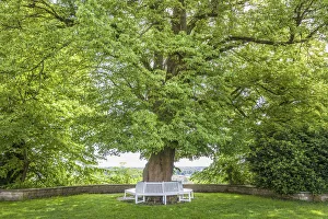 Bench Prints: Old linden tree in the courtyard garden of Freising, Upper Bavaria, Bavaria, Germany