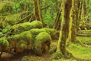Evergreen Prints: Old logging site where Sitka Spruce trees in the early 1940's were harvested for the construction of mosquito