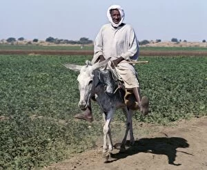 Sudan Gallery: An old man rides his donkey along a path beside farmland