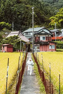 Lifestyle Prints: Old man walking near cultivated rice fields at Ini village, Japan