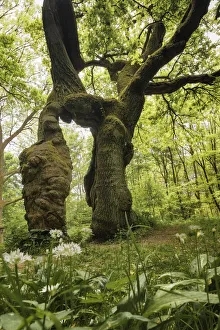 Solitary Prints: Old oak tree - Betteleiche and wild garlic blossoms