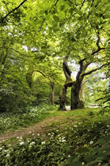 Old oak tree - Betteleiche and wild garlic blossoms, ramsons, allium ursinum, Hainich National Park, Thuringia, Germany