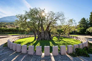 Adriatic Caost Prints: Old Olive Tree, Bar old Town, Montengro