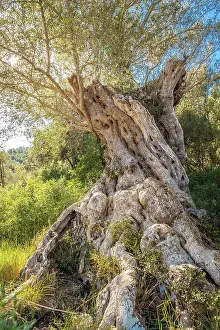 Manor House Prints: Old olive trees on the path between Es Capdella and Finca Publica Galatzo