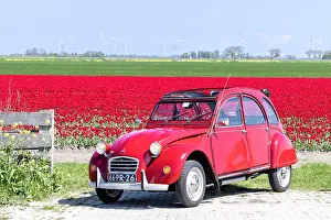 Tulip Prints: An old red citroen 2cv by a tulip field, North Holland, Netherlands