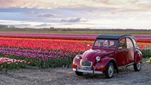 Tulip Prints: An old red citroen 2cv by a tulip field, North Holland, Netherlands