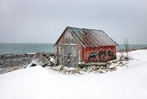 Kvaloya Prints: Old red wooden hut (rorbu) in falling snow