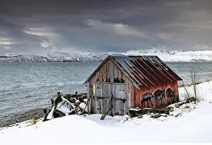 Troms Prints: Old red wooden hut (rorbu) in snow, near Straumsgard, near Tromso, Norway