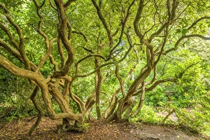 Rhododendron Prints: Old rhododendron in the Luetetsburg castle park, East Frisia, Lower Saxony, Germany