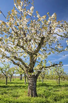 Wiesbaden Prints: Old standard cherry tree near Frauenstein, Wiesbaden, Hesse, Germany