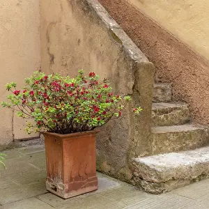 Lucignano Dasso Prints: Old stone steps with potted plant, Lucignano d'Asso, Province of Siena, Tuscany, Italy