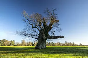 Images Dated 15th March 2021: Old tree, Blenheim Palace, Blenheim Park, Woodstock, Oxfordshire, England