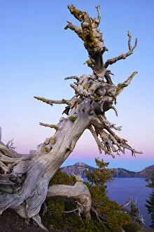 Old tree at edge of Crater Lake, National Park, Oregon, USA