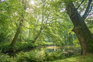 Summerly Prints: Old trees by the pond in the park of Evenburg Castle near Leer
