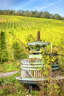 Mosel Wine Prints: Old wine press in the vineyards above Kues