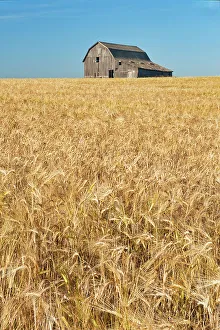 Barns Prints: Old wooden weathered barn and barley crop Trochu, Alberta, Canada