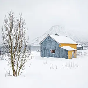Troms Prints: Old yellow and blue timber house in the snow, Senjahopen, Senja, Norway