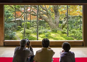 Kyoto Prints: Oldest pine tree at the Hosen-in temple in Ohara, Kyoto, Japan