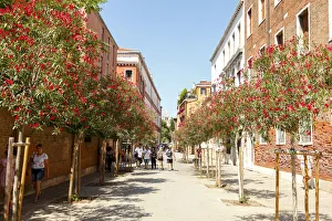Oleander flower in the District Dorsoduro, Venice, Veneto, Italy