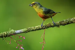 Fruit Eater Prints: Olive-backed euphonia (Euphonia gouldi)