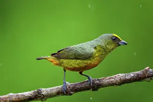 Fruit Eater Prints: Olive-backed euphonia (Euphonia gouldi)